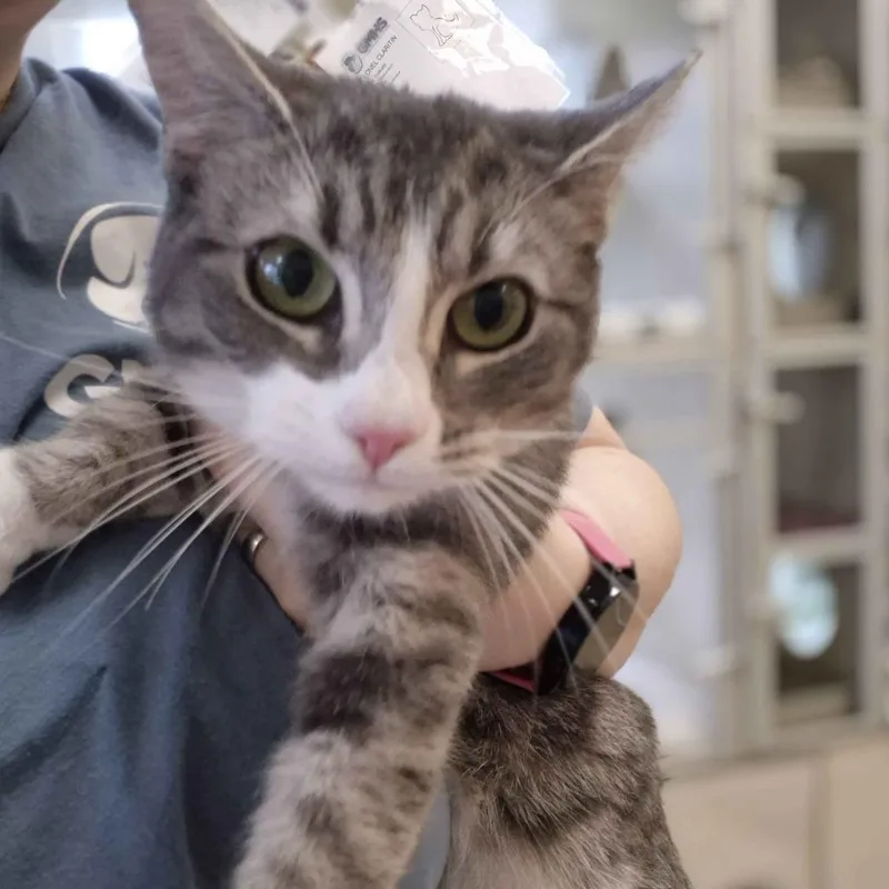 Tornado Warning thumbnail 2