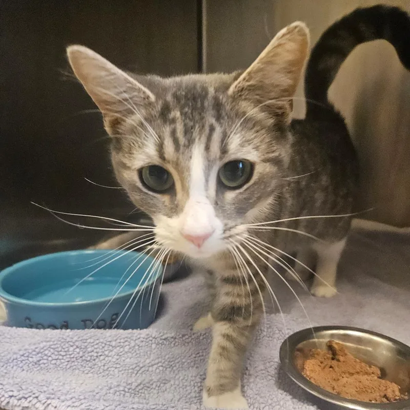 Tornado Warning thumbnail 3