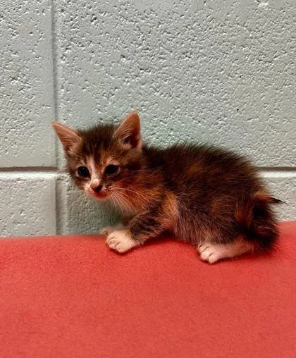 An adult small-sized female Domestic Short Hair cat named Umbrella for adoption in Spruce Pine, NC