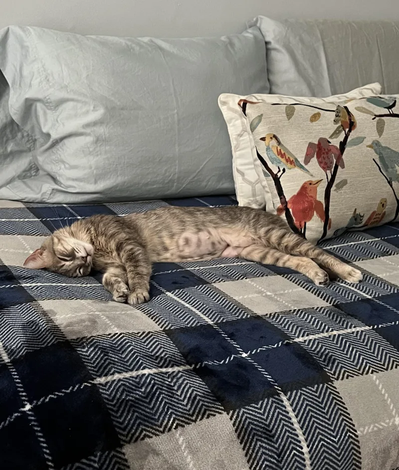 A young medium-sized female Tabby (Gray / Blue / Silver) Domestic Short Hair cat named Andromeda for adoption in Lakewood, CO