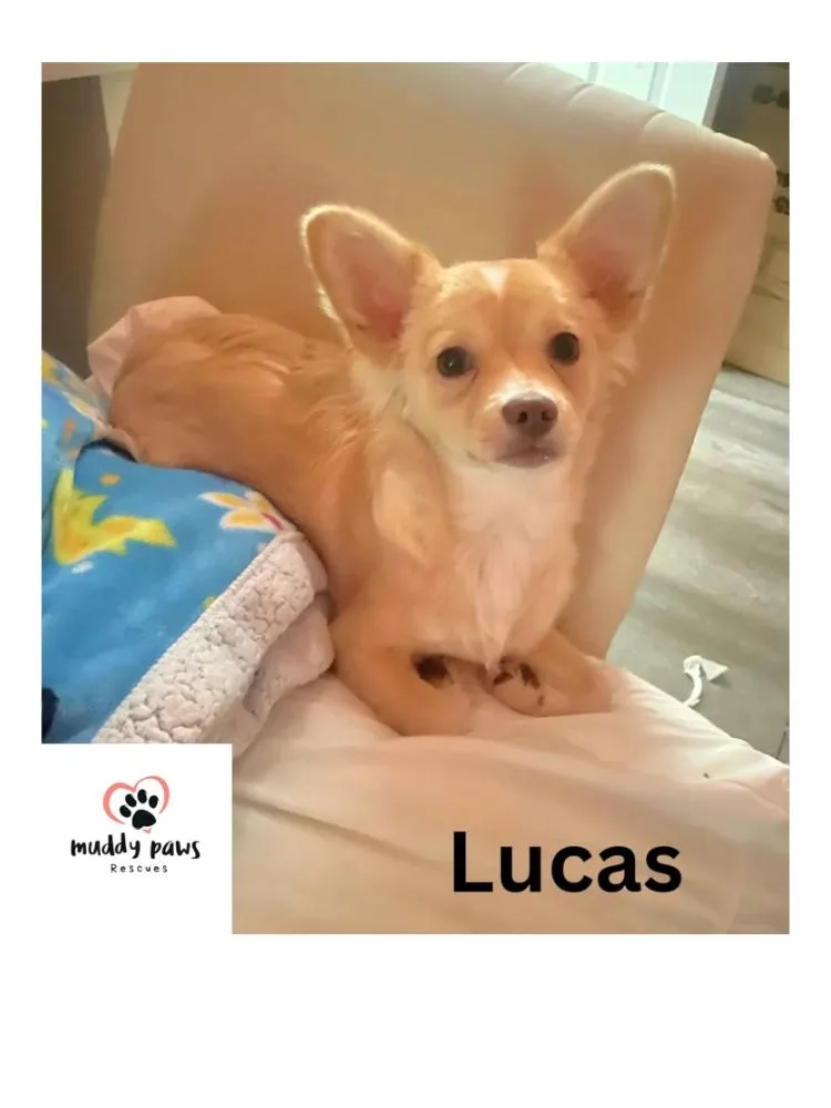 A young small-sized male Chihuahua dog named Lucas for adoption in Council Bluffs, IA