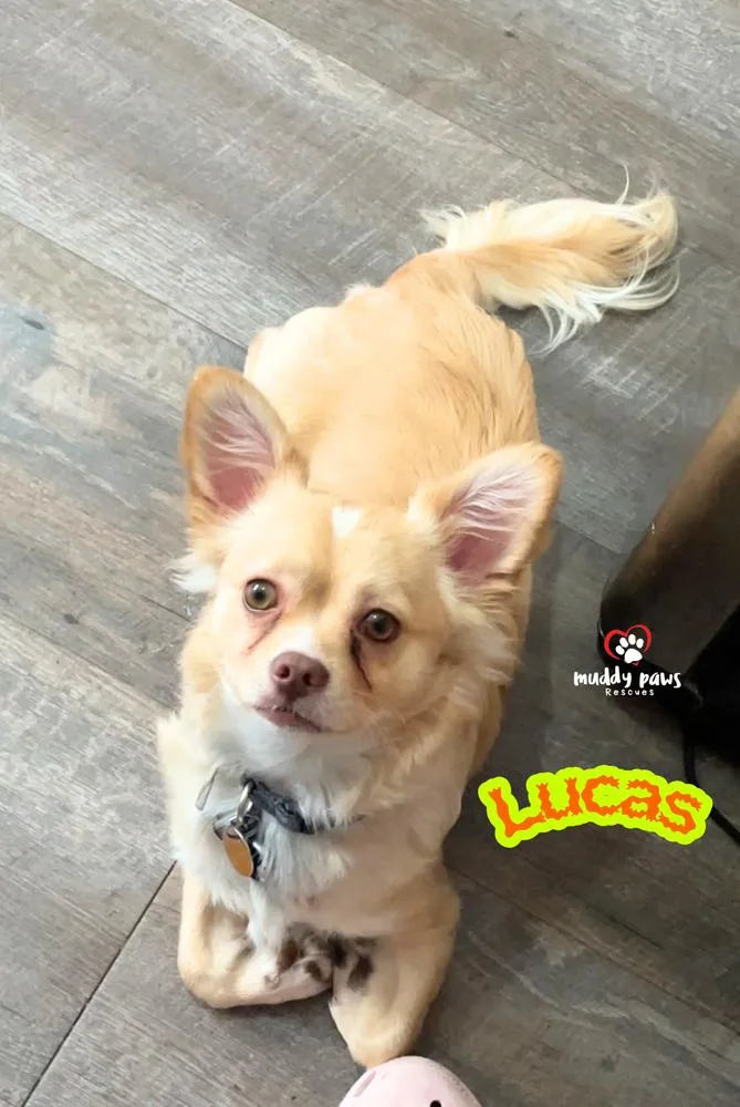Lucas thumbnail 2