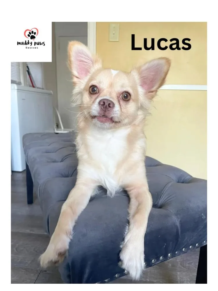 Lucas thumbnail 3