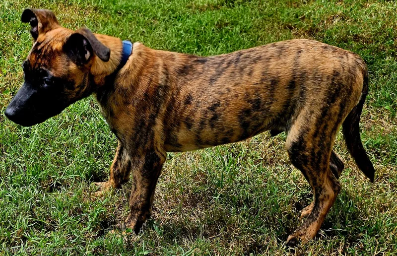 A young medium-sized male Belgian Shepherd / Malinois dog named Gunnerman for adoption in Franklin, TN