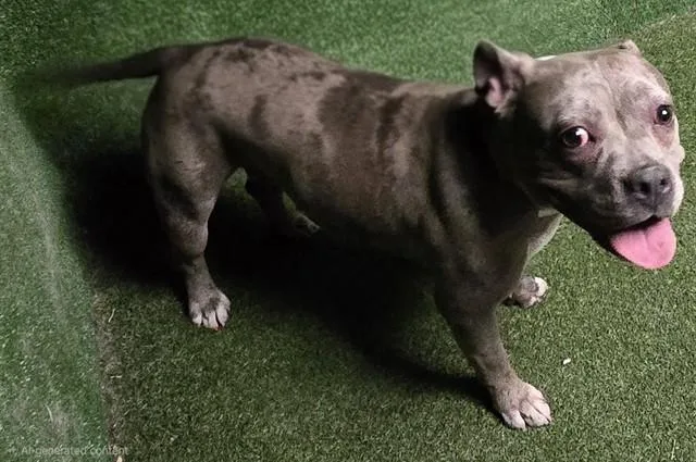 An adult medium-sized female Pit Bull Terrier dog named Ventura for adoption in Lancaster, CA