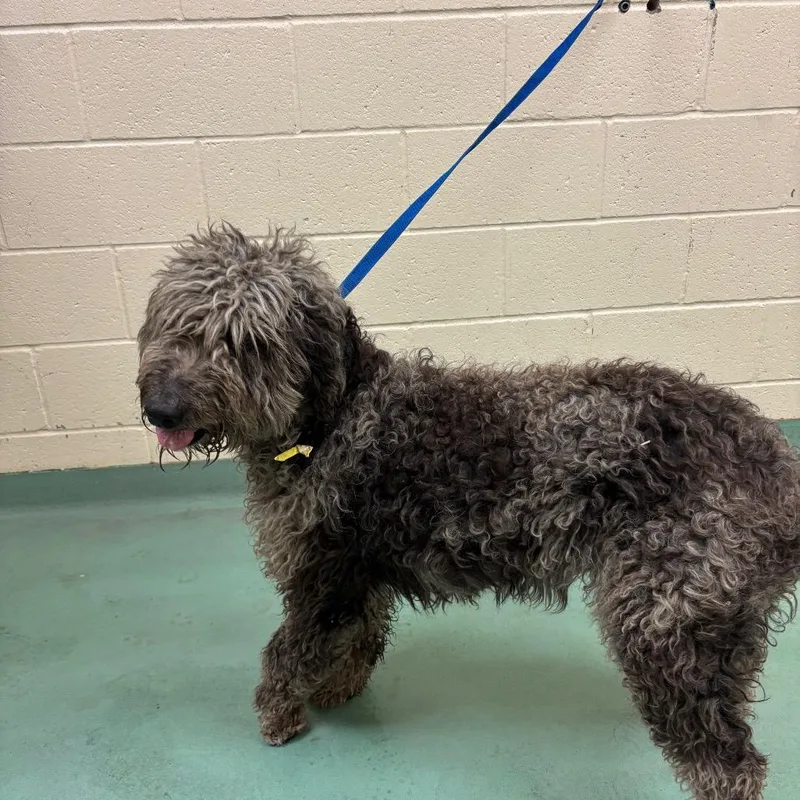 An adult medium-sized male Gray / Blue / Silver Mixed Breed dog named David Montgomery for adoption in Memphis, TN