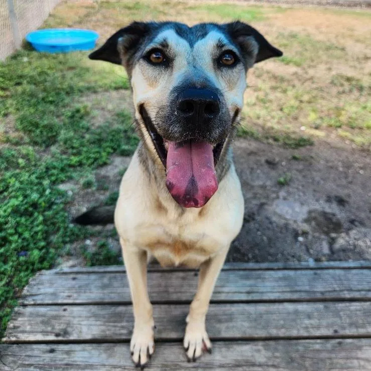 An adult medium-sized female Shepherd dog named Peaches for adoption in Corpus Christi, TX