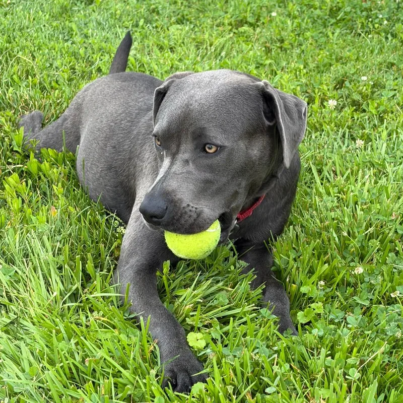 A young medium-sized female Gray / Blue / Silver Labrador Retriever dog named Clover for adoption in Delaware, OH