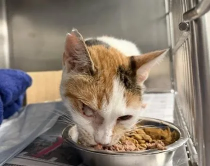 An adult medium-sized female Domestic Short Hair cat named Pumpkin for adoption in West Chester, PA