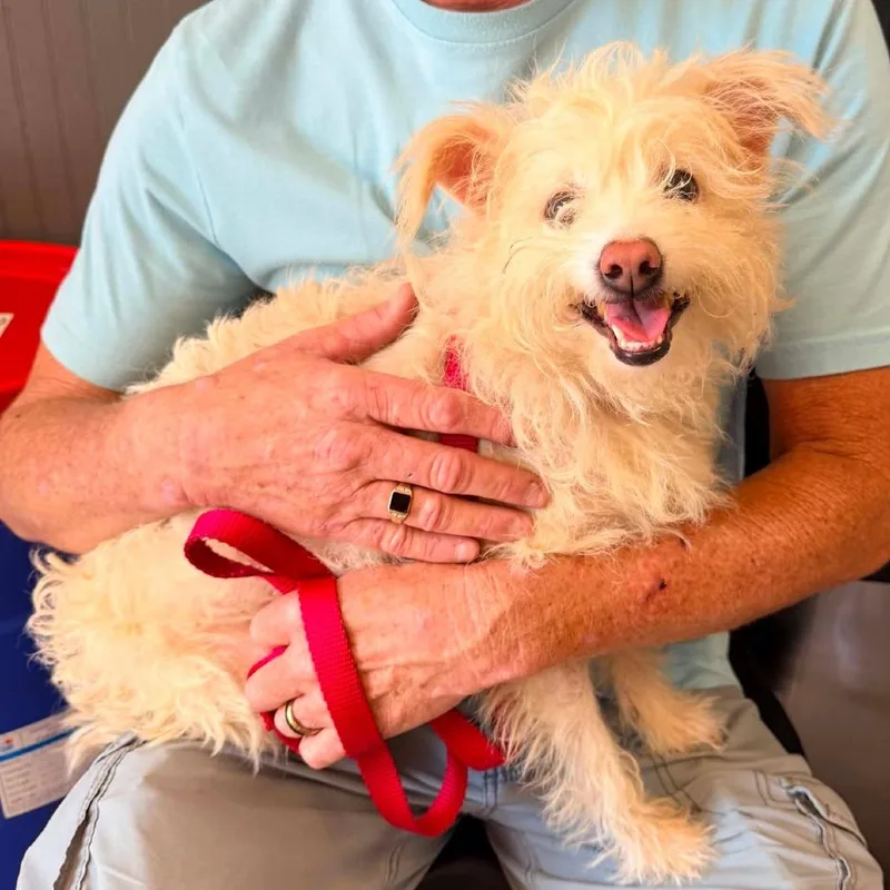 An adult small-sized female White / Cream Mixed Breed dog named Candy for adoption in Huntington, WV