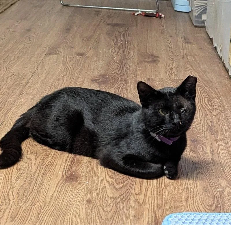 An adult medium-sized male Black Domestic Short Hair cat named Tahoe for adoption in Ocala, FL