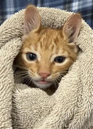 A baby small-sized male Domestic Short Hair cat named Ruben for adoption in Rosenberg, TX