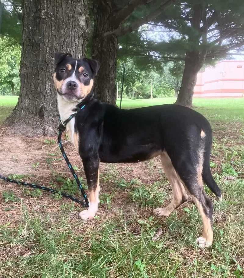An adult medium-sized female Tricolor (Brown, Black, & White) Staffordshire Bull Terrier dog named Pippy for adoption in Springfield, IL