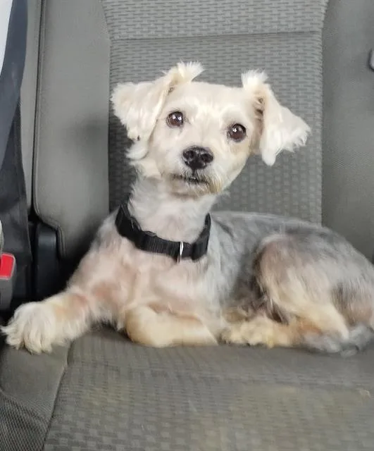 An adult small-sized male Schnauzer dog named Bo for adoption in San Antonio, TX