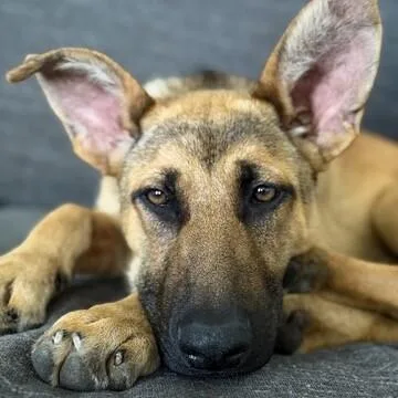 An adult large-sized female German Shepherd Dog dog named Hazel for adoption in Manhattan Beach, CA