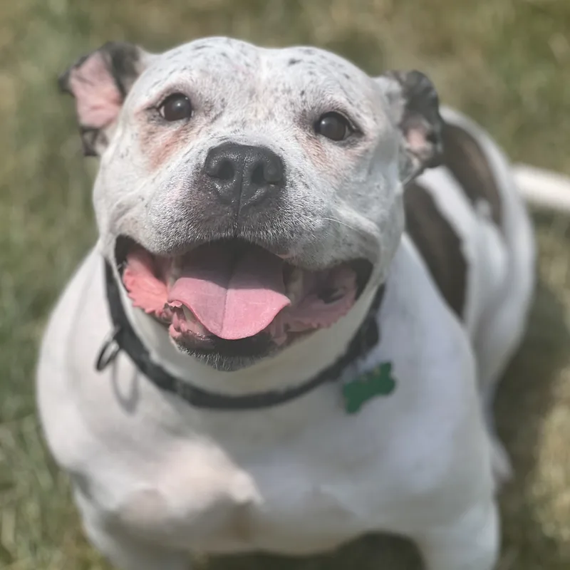 A senior large-sized female American Bulldog dog named Golda for adoption in Cranford, NJ