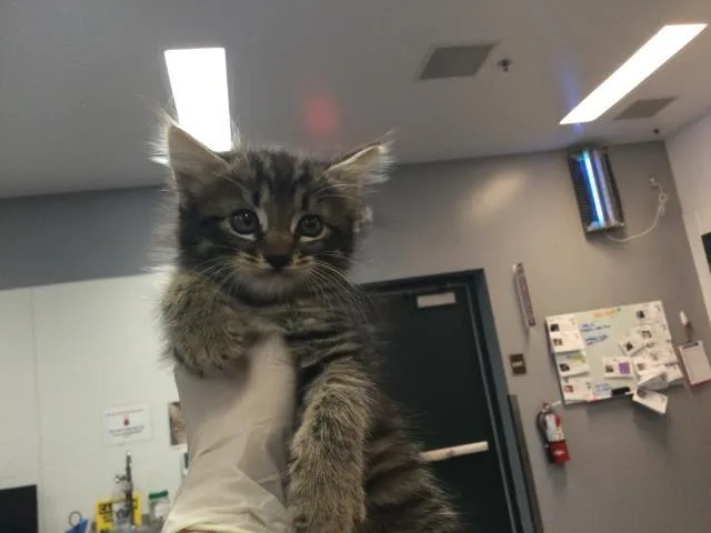 A baby small-sized female Domestic Short Hair cat named Izzy for adoption in Thousand Palms, CA
