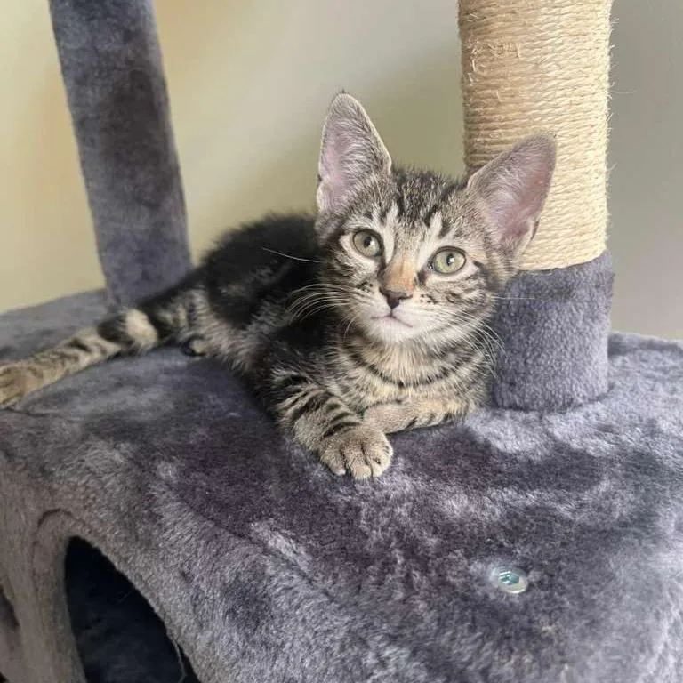 A baby small-sized female Brown / Chocolate Domestic Short Hair cat named Sprilla for adoption in Hamburg, NY