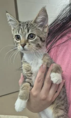 A baby small-sized female Domestic Short Hair cat named Ritz Cracker for adoption in Decatur, IL
