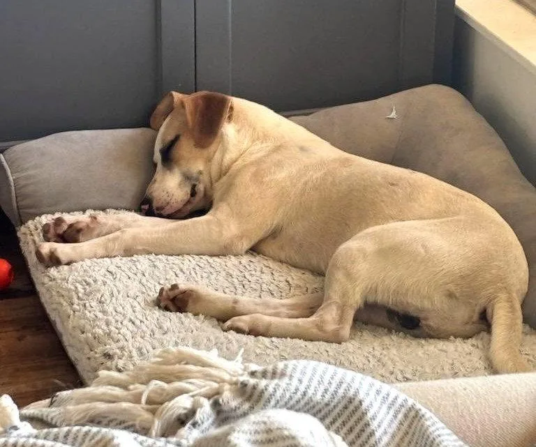 A young medium-sized male Labrador Retriever dog named Hunter for adoption in Wakefield, RI