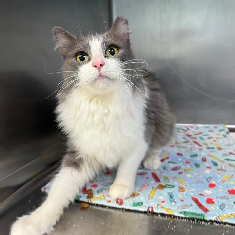 An adult small-sized female Domestic Medium Hair cat named Scarlett for adoption in Casa Grande, AZ