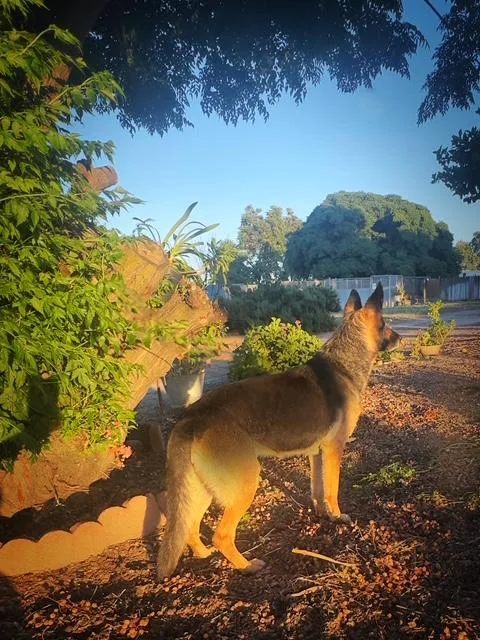 A senior medium-sized female German Shepherd Dog dog named Sheeba for adoption in Modesto , CA