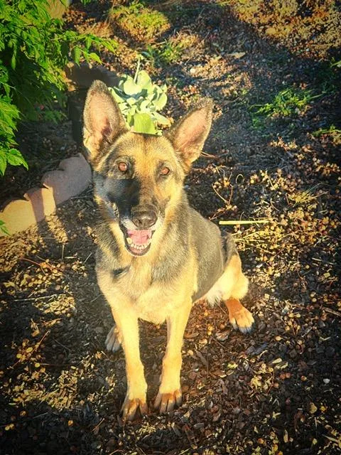 Sheeba thumbnail 2