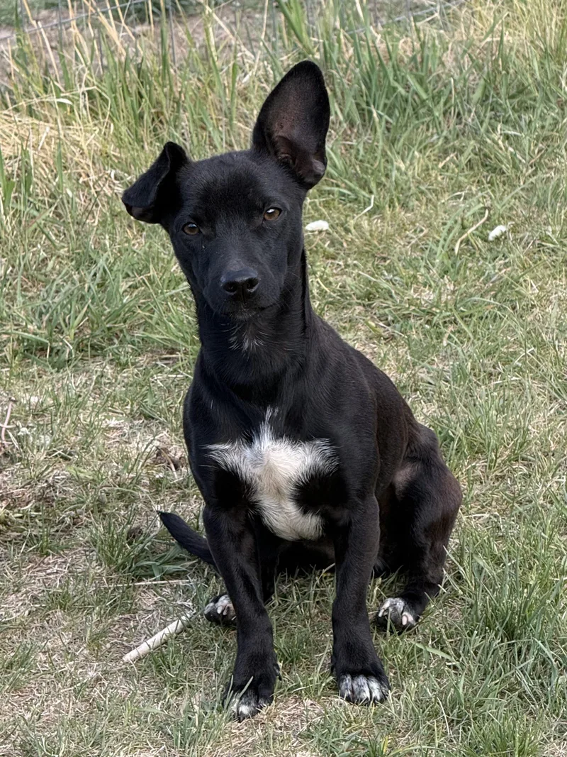 Benny