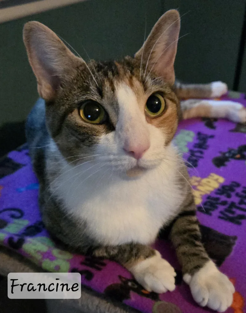 Francine thumbnail 2