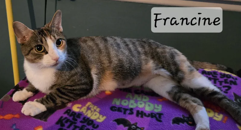 Francine thumbnail 3