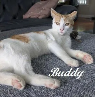 Buddy  he'll be thumbnail 2