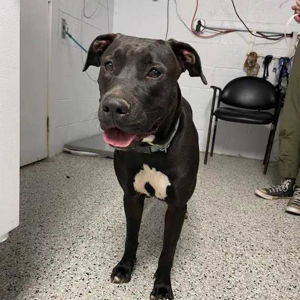 An adult large-sized female Black Hound dog named Monica for adoption in Hattiesburg, MS