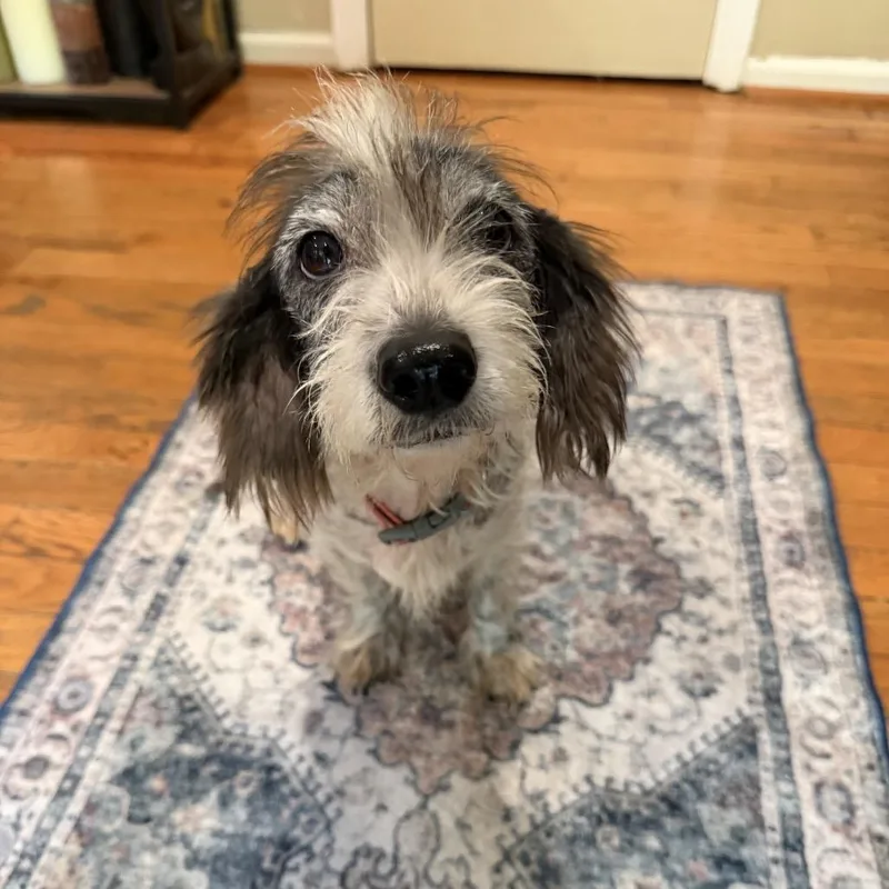 An adult small-sized female Jack Russell Terrier dog named Gracie for adoption in Raleigh, NC