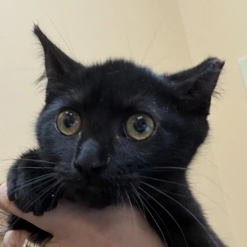 A baby small-sized female Black Domestic Short Hair cat named FWT Macey for adoption in Midland, TX
