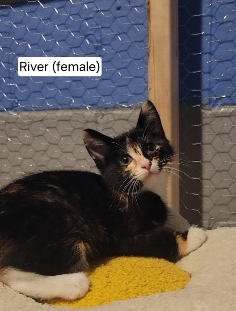 A baby medium-sized female Calico cat named River for adoption in Omaha, NE