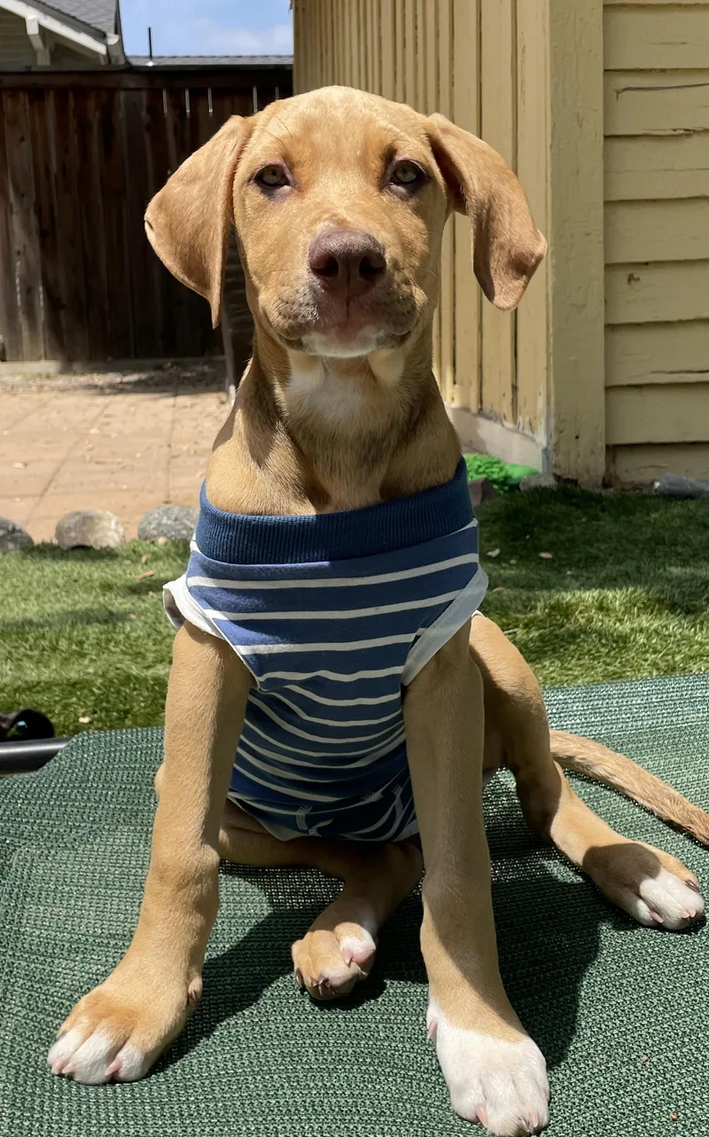 A baby medium-sized male Vizsla dog named Freddy for adoption in Carlsbad, CA