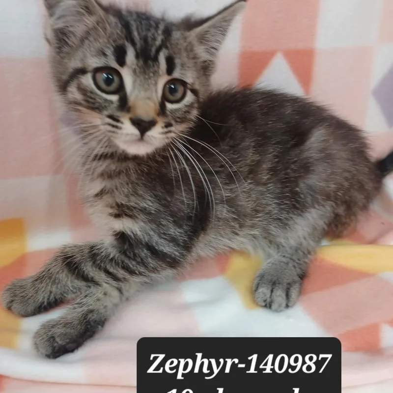 A baby small-sized male Domestic Short Hair cat named Zephyr for adoption in New Tazewell, TN