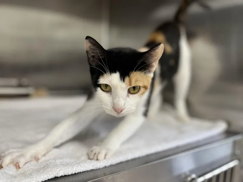 An adult medium-sized female Domestic Short Hair cat named Firefly for adoption in Hilton Head Island, SC