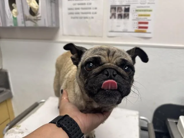 An adult medium-sized female Pug dog named Francine for adoption in Los Angeles, CA