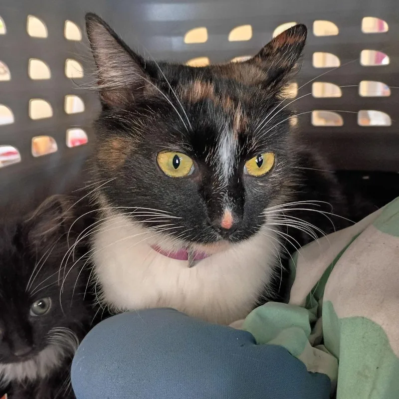 An adult medium-sized female Domestic Medium Hair cat named Cera for adoption in Lynchburg, VA