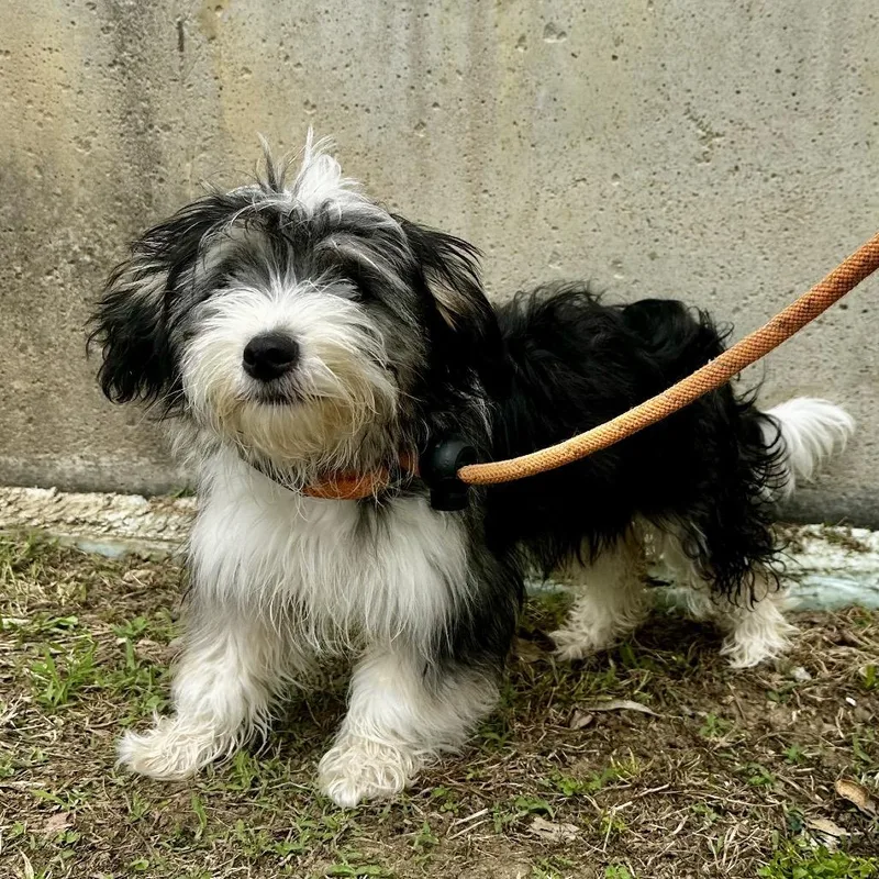 A baby small-sized female Black Maltese dog named Sassy for adoption in Warrensburg, MO