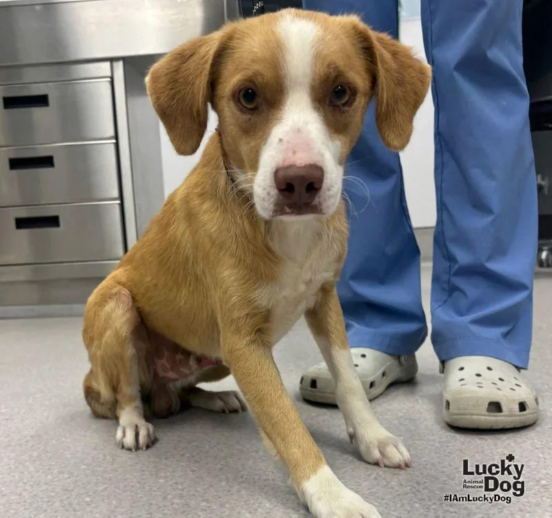 A young small-sized male Labrador Retriever dog named Blaze for adoption in Washington, DC