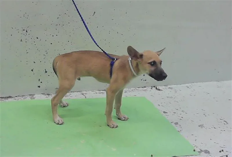 A baby small-sized male German Shepherd Dog dog named Chester for adoption in Houston, TX