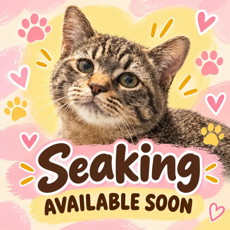 A young large-sized male Domestic Short Hair cat named Seaking for adoption in Marshall, MO