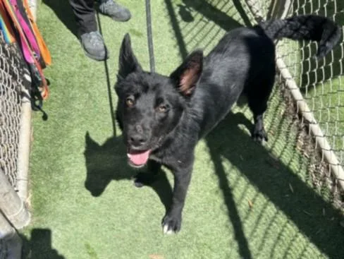 A young medium-sized male German Shepherd Dog dog named Shadow for adoption in Los Angeles, CA