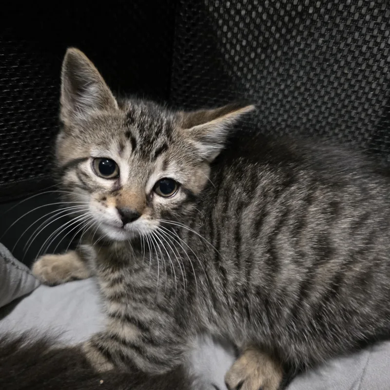 A baby medium-sized female Brown / Chocolate Domestic Short Hair cat named Shakira for adoption in Moriches, NY