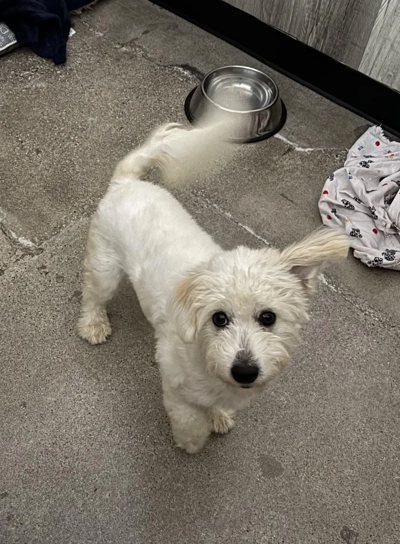 A baby small-sized female White / Cream Bichon Frise dog named Marty Marschino for adoption in Thousand Oaks, CA