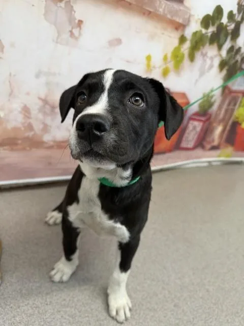 A baby small-sized female Pit Bull Terrier dog named Poppy for adoption in San Bernardino, CA