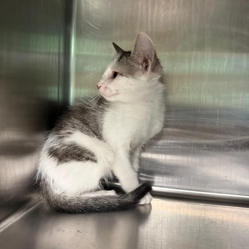 A baby small-sized male Brown / Chocolate American Shorthair cat named Birch for adoption in Hamilton, GA