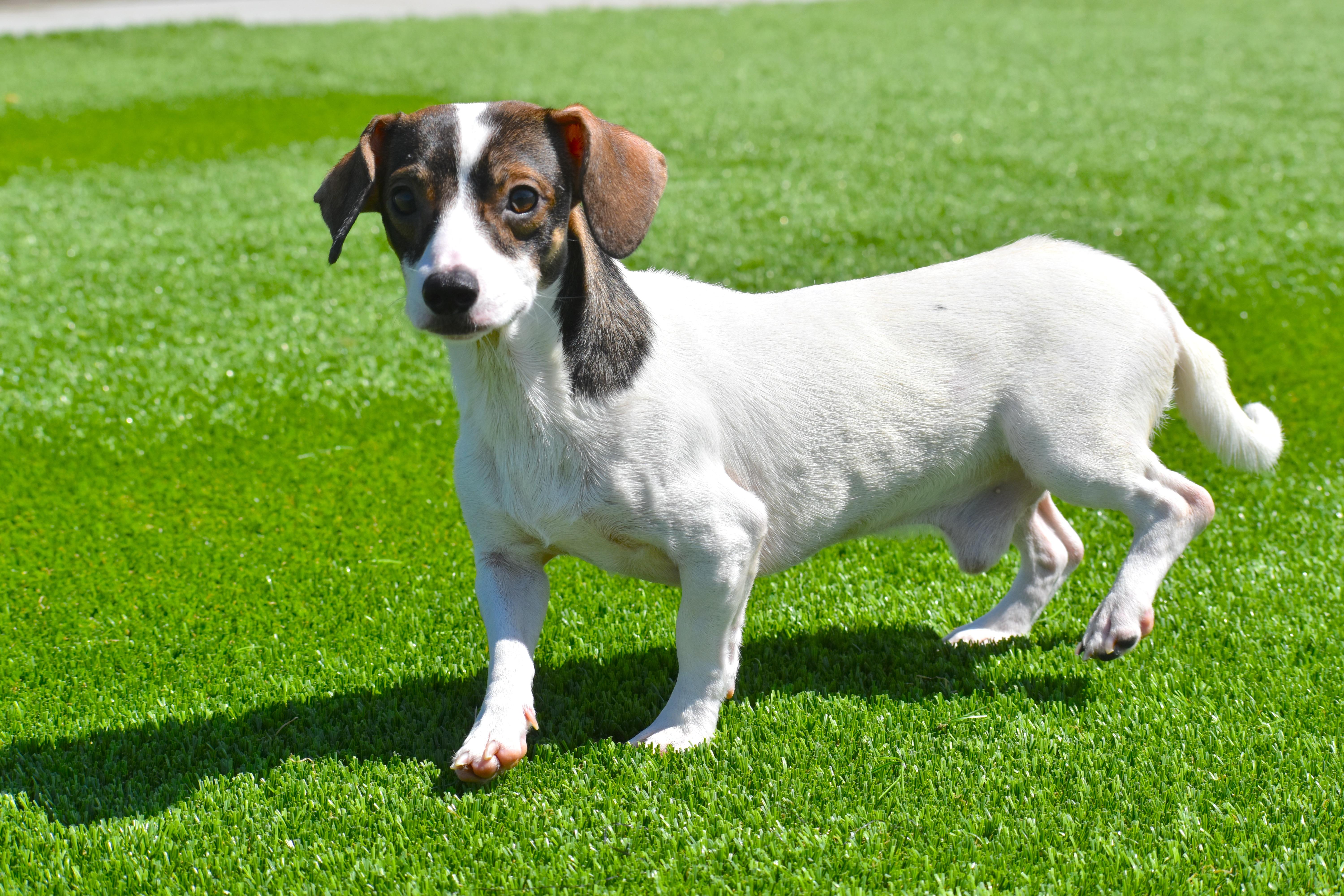 A baby small-sized male Chihuahua dog named Lariat Lou for adoption in Auburn, NE